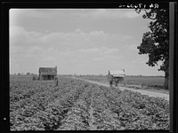 A cotton patch in the Delta area in Mississippi. This area produces 500,000 bales of cotton annually. Sourced from the Library of Congress.