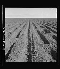 Basin listing on the great plains of the Texas Panhandle  by Dorothea Lange