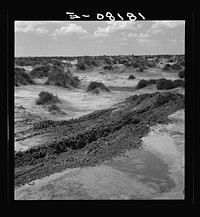 Leveling hummocks in the dust bowl. Coldwater District, thirty miles north of Dalhart, Texas by Dorothea Lange