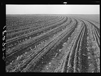 Young cotton growing in mechanized field. Hall County, Texas. Anyone who inspects one of these giant mechanized farms must realize that it foreshadows a fundamental change in American agriculture by Dorothea Lange