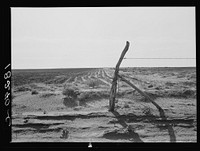 Furrowing against the wind to check the drift of sand. Dust Bowl, north of Dalhart, Texas by Dorothea Lange