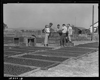 Drying prunes of small California farm. Family labor. Sonoma County, California. Sourced from the Library of Congress.
