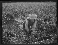 Wife of formerly rehabilitation client. Now operating own farm under Tenant Purchase Act. A year and a half ahead on their payments. Family labor harvesting milo maize. Average loan for purchase of farm and improvements in San Joaquin County is seven thousand four hundred and sixty-five dollars. Near Manteca, California by Dorothea Lange