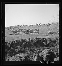 Imperial Valley, California. Sheep grazing by irrigation canal. Sourced from the Library of Congress.