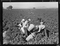 Pea pickers near Calipatria, California. Sourced from the Library of Congress.