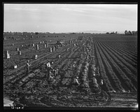Near Meloland, Imperial Valley. Large scale agriculture. Gang labor, Mexican and white, from the Southwest. Pull, clean, tie and crate carrots for the eastern market for eleven cents per crate of forty-eight bunches. Many can make barely one dollar a day. Heavy oversupply of labor and competition for jobs is keen. Sourced from the Library of Congress.