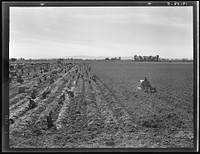 [Untitled photo, possibly related to: Near Meloland, Imperial Valley. Large scale agriculture. Gang labor, Mexican and white, from the Southwest. Pull, clean, tie and crate carrots for the eastern market for eleven cents per crate of forty-eight bunches. Many can make barely one dollar a day. Heavy oversupply of labor and competition for jobs is keen]. Sourced from the Library of Congress.