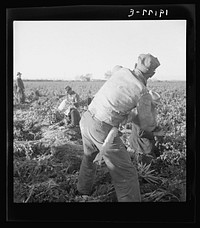[Untitled photo, possibly related to: Near Meloland, Imperial Valley. Large scale agriculture. Gang labor, Mexican and white, from the Southwest. Pull, clean, tie and crate carrots for the eastern market for eleven cents per crate of forty-eight bunches. Many can barely make one dollar a day. Heavy oversupply of labor and competition for jobs keen]. Sourced from the Library of Congress.