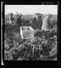 Near Meloland, Imperial Valley. Large scale agriculture. Gang labor, Mexican and white, from the Southwest. Pull, clean, tie and crate carrots for the eastern market for eleven cents per crate of forty-eight bunches. Many can barely make one dollar a day. Heavy oversupply of labor and competition for jobs keen. Sourced from the Library of Congress.