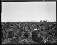 Near Meloland, Imperial Valley. Large scale agriculture. Gang labor, Mexican and white, from the Southwest. Pull, clean, tie and crate carrots for the eastern market for eleven cents per crate of forty-eight bunches. Many can make barely one dollar a day. Heavy oversupply of labor and competition for jobs is keen. Sourced from the Library of Congress.