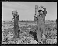 Pea pickers coming into the weigh master. Near Calipatria, California by Dorothea Lange