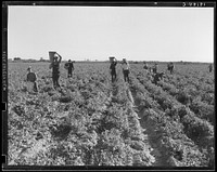 [Untitled photo, possibly related to: End of the day. Near Calipatria, California. Pea pickers]. Sourced from the Library of Congress.