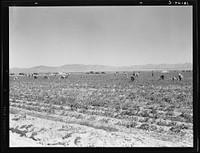 [Untitled photo, possibly related to: 500 pea pickers in field of large-scale Sinclair ranch, newly planted to peas. Near Calipatria, California]. Sourced from the Library of Congress.