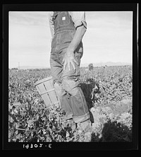 [Untitled photo, possibly related to: Migratory field worker pulling carrots. Imperial Valley, California]. Sourced from the Library of Congress.