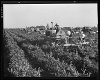 Carrot digger. Imperial Valley, California. Sourced from the Library of Congress.