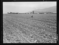 Spreckels sugar factory and sugar beet field with Mexican and Filipino workers thinning sugar beets. Monterey County, California. Sourced from the Library of Congress.