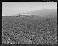 [Untitled photo, possibly related to: Spreckels sugar factory and sugar beet field with Mexican and Filipino workers thinning sugar beets. Monterey County, California]. Sourced from the Library of Congress.