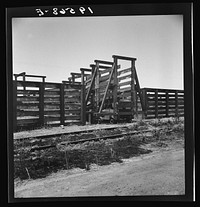Fresno County on U.S. 99. See general caption. The end of the Chisholm Trail. Loading point for cattle shipment, showing cattle chute and part of corral. Sourced from the Library of Congress.