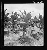 [Untitled photo, possibly related to: Tobacco on Zollie Lyon's place nearly ready for priming. Wake County, North Carolina]. Sourced from the Library of Congress.