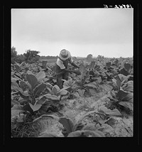 [Untitled photo, possibly related to:  tenant topping tobacco. Person County, North Carolina]. Sourced from the Library of Congress.