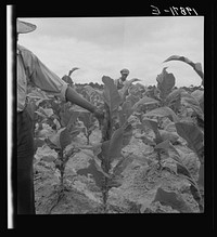 [Untitled photo, possibly related to: Zollie Lyons and son worming tobacco. Wake County, North Carolina]. Sourced from the Library of Congress.