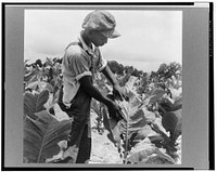 Son of  sharecropper "worming" tobacco. Wake County, North Carolina. Sourced from the Library of Congress.