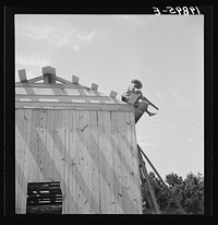 Building barn for tobacco. Such a barn costs about one hundred dollars,  takes approximately one week to build. Near Chapel Hill, North Carolina. Sourced from the Library of Congress.