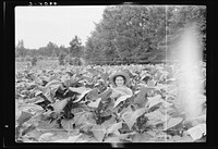 [Untitled photo, possibly related to: Owner's daughter topping tobacco. She has a patch of her own of about 1000 hills from which she will be given the proceeds. Her father buys her clothes and she can have the "patch" money for whatever she wants. She is in the eighth grade; says she doesn't learn as fast as she ought. Granville County, North Carolina]. Sourced from the Library of Congress.