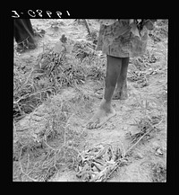 [Untitled photo, possibly related to: Thirteen year old daughter of  sharecropper planting sweet potatoes.  She walks down the row and places the young plants in the holes her father dug with a hoe. They will return down the row, water the plants with a bucket then cover the roots with earth. Olive Hill, North Carolina]. Sourced from the Library of Congress.