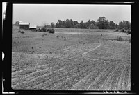  sharecropper farm as seen from the road on other side of the hill from the owners. Two barns on the crest of the hill. One a new log barn not yet chinked. Sharecropper chopping in sweet potato patch. Person County, North Carolina. Sourced from the Library of Congress.