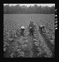 [Untitled photo, possibly related to: Tobacco field in early morning where white sharecropper and wage laborer are priming tobacco. Shoofly, North Carolina]. Sourced from the Library of Congress.
