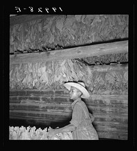 Son of sharecropper and sub tenant hanging up strung tobacco inside barn.  Shoofly, North Carolina. Sourced from the Library of Congress.