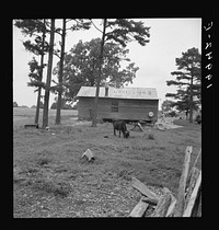 [Untitled photo, possibly related to:  sharecropper house seen from rear. Note pine trees and light sandy soil. Person County, North Carolina]. Sourced from the Library of Congress.