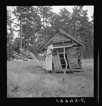 Tobacco sharecropper's daughter getting eggs from hen's nest in the henhouse. Enclosure for the pig is just beyond under the pine trees. Person County, North Carolina. Sourced from the Library of Congress.