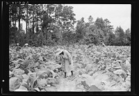  tenants, men and women, and white owner's children working in the field together topping and suckering tobacco. Granville County, North Carolina. Sourced from the Library of Congress.