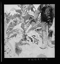 Wage laborer topping tobacco. Granville County, North Carolina. Sourced from the Library of Congress.