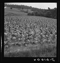 Bright cigarette tobacco growing in  sharecropper's field. It grows in light sandy loam. Near Upchurch, North Carolina. Sourced from the Library of Congress.