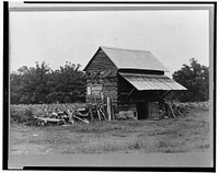 The tobacco barn, a distinctive American architectural form. Note tobacco growing in field behind barn. Person County, North Carolina. Sourced from the Library of Congress.