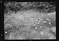 Along county road, Person County, North Carolina. Close-up on roadside showing natural coverage, including wild morning glory flowers. Sourced from the Library of Congress.