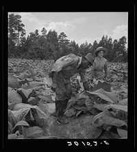 [Untitled photo, possibly related to:  tenants, men and women, and white owner's children working in the field together topping and suckering tobacco. Granville County, North Carolina]. Sourced from the Library of Congress.