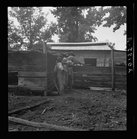 [Untitled photo, possibly related to: Noontime chores on  tenant farm. The grandfather and children off to feed the pigs. Granville County, North Carolina]. Sourced from the Library of Congress.