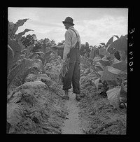 [Untitled photo, possibly related to: White sharecropper, Mr. Taylor, has just finished priming this field of tobacco. Granville County, North Carolina]. Sourced from the Library of Congress.