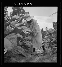 [Untitled photo, possibly related to:  tenants topping and suckering tobacco plants. Granville County, North Carolina]. Sourced from the Library of Congress.