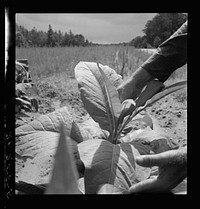 White owner topping tobacco plant. Person County, North Carolina. Sourced from the Library of Congress.