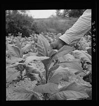  tenant topping tobacco. Person County, North Carolina. Sourced from the Library of Congress.