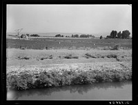 Washington, Yakima Valley, near Wapato. Name of Borrower, Edgar Hardt. On Tenant Purchase farm. Forty acres, price six thousand fifty dollars, all stock and machinery included. Diversified irrigated farm, raising grapes, tomatoes, cantaloupes and watermelons, sweet and field corn, hay and grain. They have six cows, hogs. Sourced from the Library of Congress.