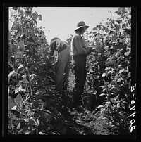 Oregon, Marion County, near West Stayton. Migrant pickers harvesting beans. Farm people came from South Dakota. Sourced from the Library of Congress.