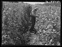 Migratory bean pickers, came from Dakota. Oregon, Marion County, near West Stayton.. Sourced from the Library of Congress.