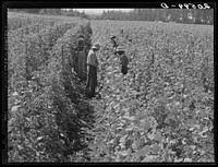 Bean pickers at harvest time. Pickers in foreground came from South Dakota. Oregon, Marion County, near West Stayton. Sourced from the Library of Congress.