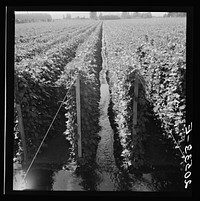 Untitled photo, possibly related to: Oregon, Marion County, near West Stayton. Beanfield showing irrigation.. Sourced from the Library of Congress.